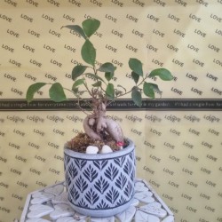 Mini Bonsai Bitkisi