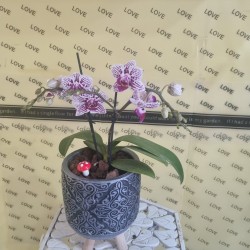 Mini Orkide Bitkisi