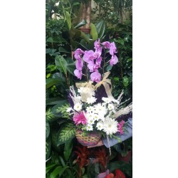 Orkide aranjman