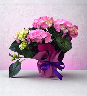 Karaman ortanca çiçeği, ortanca çiçeği siparişi, Karaman 