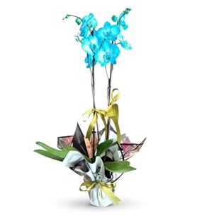  mavi orkide, nadir renkli çiçek, çift dallı orkide, karaman