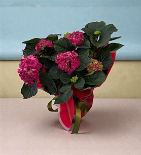 Karaman ortanca çiçeği, ortanca çiçeği siparişi, Karaman