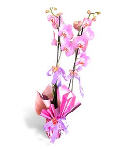 pembe orkide, çift dallı orkide, karaman çiçek, zarif saksı 