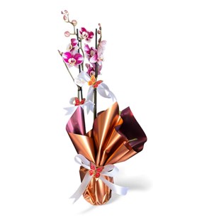 pembe beyaz orkide, kelebekli çiçek, karaman çiçek, zarif sa