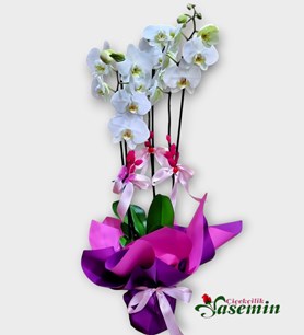 Karaman orkide çiçeği, Taze orkide siparişi Karaman, Sipariş
