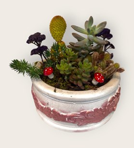 karaman kaktüs tanzimi yasemin çiçek sukulent