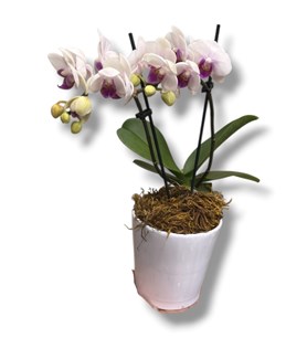 Karaman çiçek orkide çiçekçi cicek