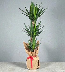 Karaman ,yukka çiçek