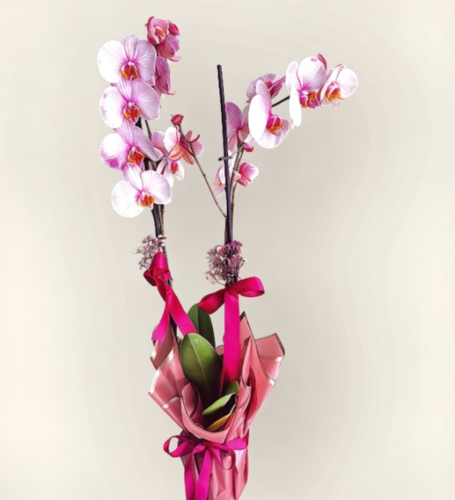 Pembe orkide