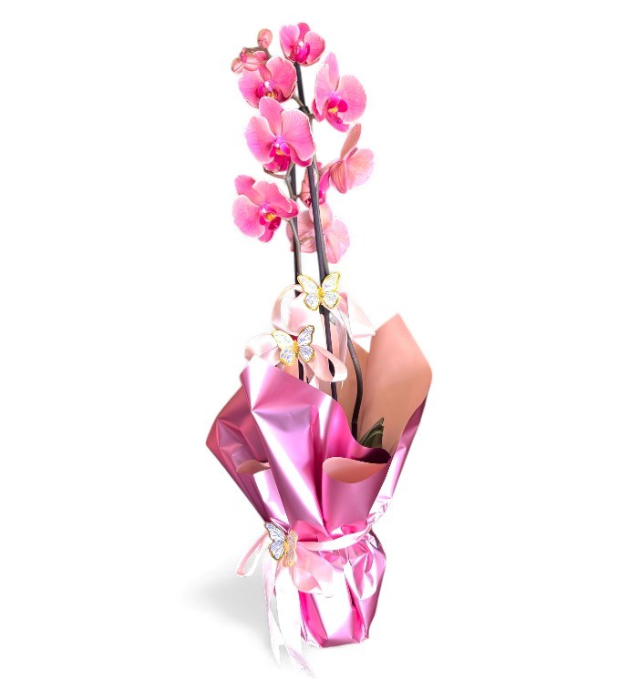 Fuşya-Pembe Orkide Saksı Bitkisi – Kelebek Süslemeli