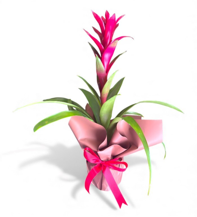 Pembe Bromeliad – Özel Ambalajlı Saksı Bitkisi