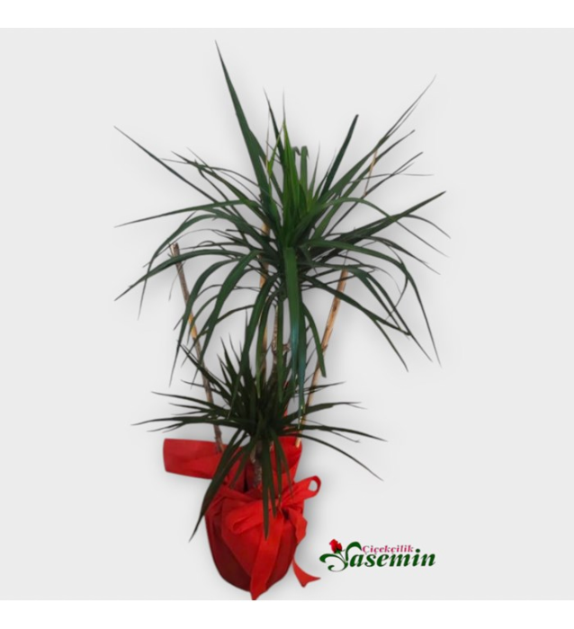 Dracaena Marginata (Madagaskar Dragon Ağacı)