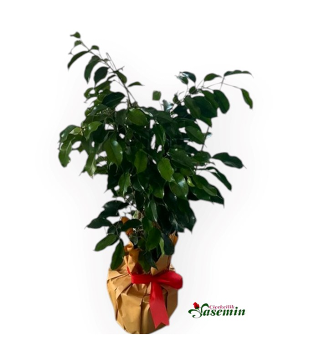 Benjamin Bitkisi (Ficus Benjamina)