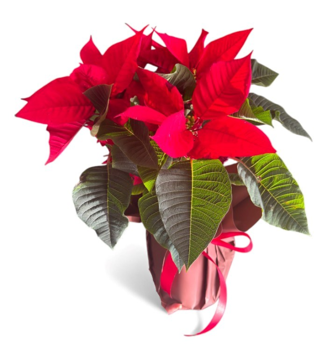 Kırmızı Poinsettia Saksı Çiçeği