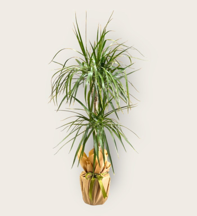Dracaena Marginata - Dekoratif Hediye Bitkisi