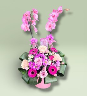 orkide aranjmanı, güllü orkide, gösterişli çiçek sepeti, kar