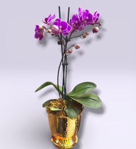 mini orkide, gold saksılı çiçek, masaüstü orkide, karaman çi